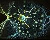 新發現的生物標記物對神經元再生有預測能力(3P)