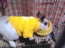 我家可愛的兔兔穿衣記～(1P)